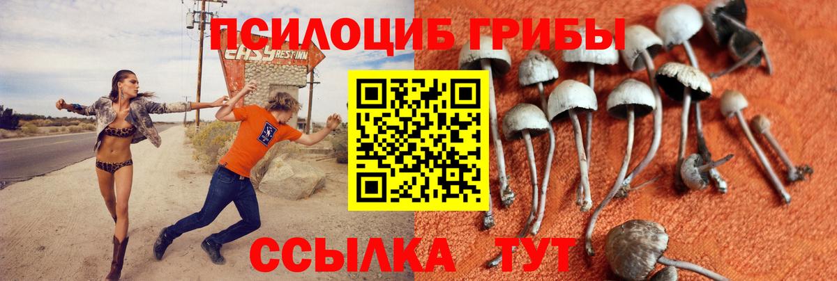 закладка  Галлюциногенные грибы мицелий  Вход с VPN  Псилоцибиновые грибы GOLDEN TEACHER  Медногорск 
